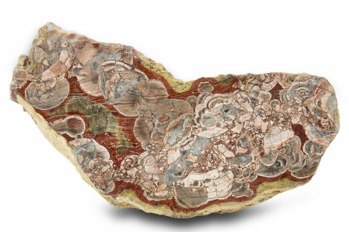 Polished Mushroom Jasper Slab - Arizona #334888